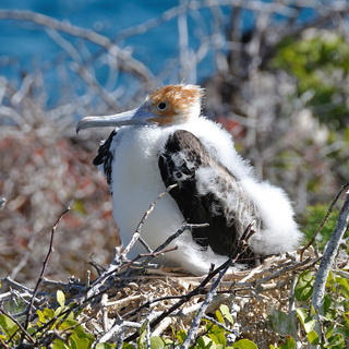 Galapagos - North Seymour - Young frigatebird
